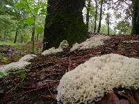 Hydnopolyporus palmatus image