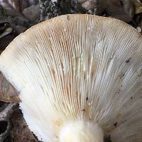 Lactarius alnicola image