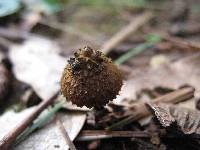 Inocybe calamistrata image