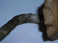 Psilocybe ovoideocystidiata image