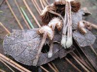 Inocybe calamistrata image