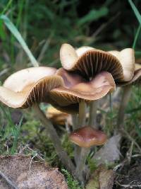 Psilocybe cyanescens image