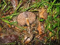 Psilocybe caerulescens image