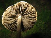 Panaeolus cyanescens image