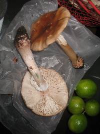 Amanita rubescens image