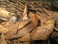 Inocybe calamistrata image