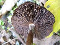 Psilocybe caerulescens image