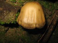 Psilocybe zapotecorum image