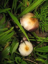 Psilocybe cubensis image