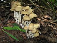 Psilocybe zapotecorum image