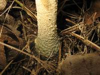 Amanita pelioma image