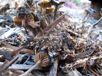 Psilocybe cyanescens image