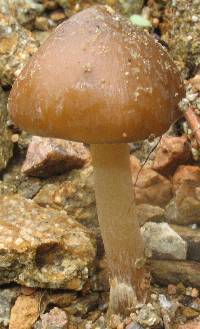 Psilocybe caerulescens image