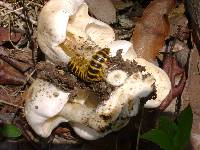 Lyophyllum decastes image