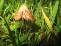 Psilocybe mexicana image