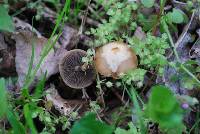 Psilocybe ovoideocystidiata image