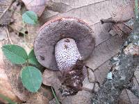 Leccinum aurantiacum image