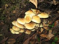 Hypholoma fasciculare image