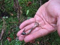 Inocybe calamistrata image