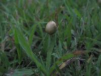 Psilocybe mexicana image