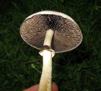 Psilocybe cubensis image