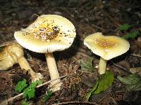 Amanita gemmata image