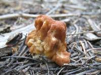 Gyromitra gigas image