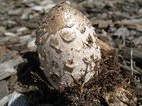 Coprinus comatus image