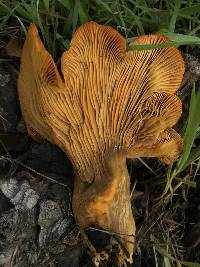 Omphalotus olivascens image