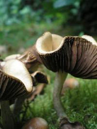 Psilocybe cyanescens image