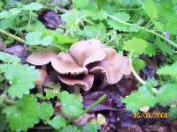 Psilocybe ovoideocystidiata image