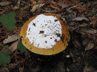 Amanita calyptroderma image