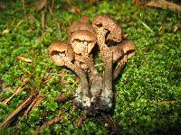 Inocybe calamistrata image