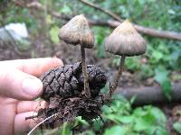 Psilocybe zapotecorum image