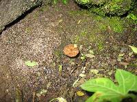 Psilocybe caerulescens image