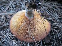 Lactarius deliciosus image