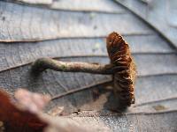 Inocybe calamistrata image