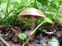 Psilocybe ovoideocystidiata image