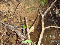 Psilocybe zapotecorum image