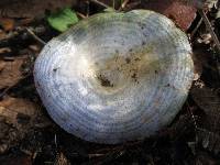 Lactarius indigo image