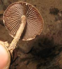 Psilocybe zapotecorum image