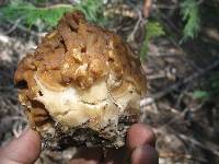 Gyromitra gigas image