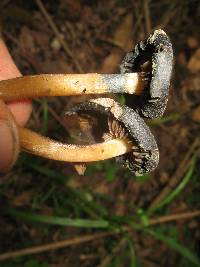 Psilocybe caerulescens image