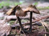 Inocybe calamistrata image