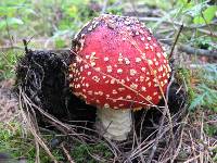 Amanita muscaria subsp. flavivolvata image