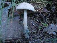 Amanita pelioma image