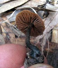 Inocybe calamistrata image