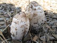 Coprinus comatus image