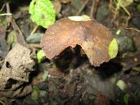 Psilocybe caerulescens image