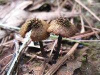 Inocybe calamistrata image